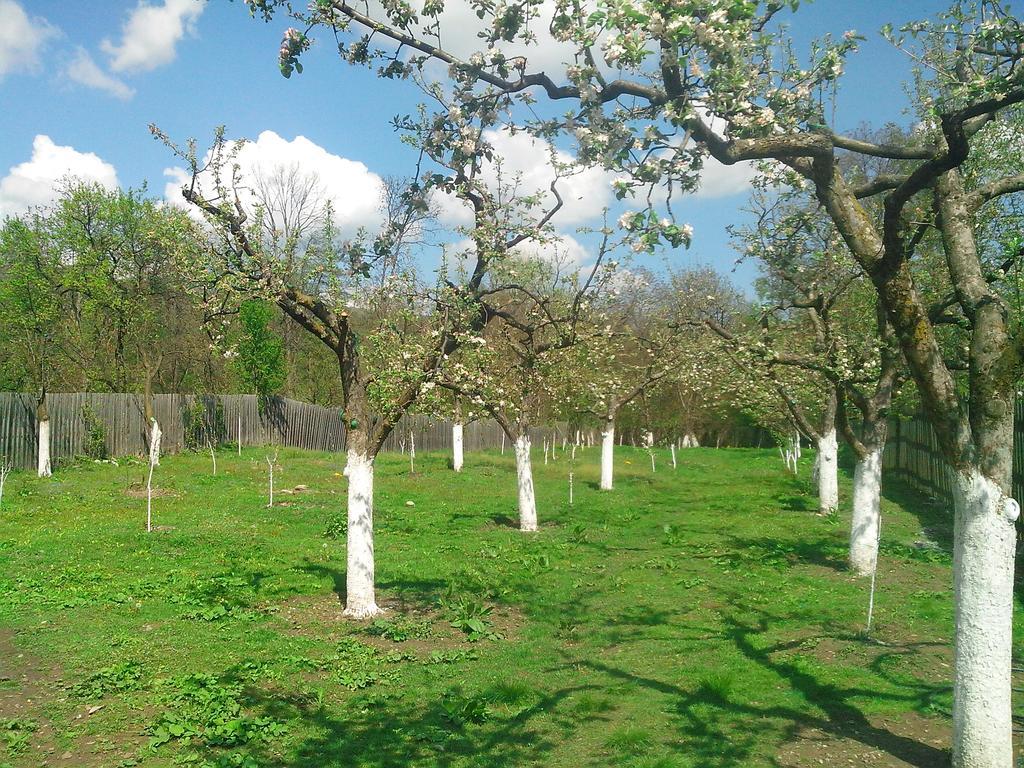 Pensiunea Casa Filoxenia Horezu Dış mekan fotoğraf